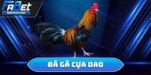 Đá Gà Cựa Dao