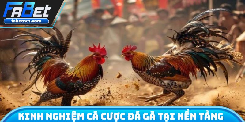 Kinh nghiệm “Vàng”cá cược đá gà tại nền tảng